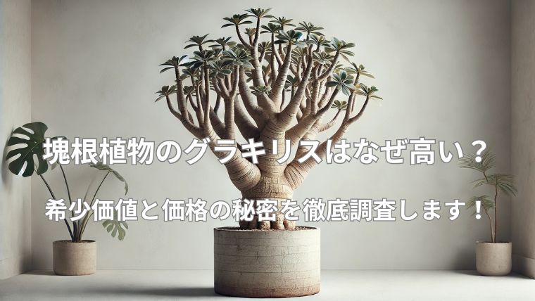 塊根植物のグラキリスはなぜ高い？希少価値と価格の秘密を徹底調査！